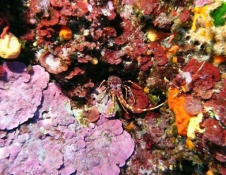  Club de buceo en Córcega 